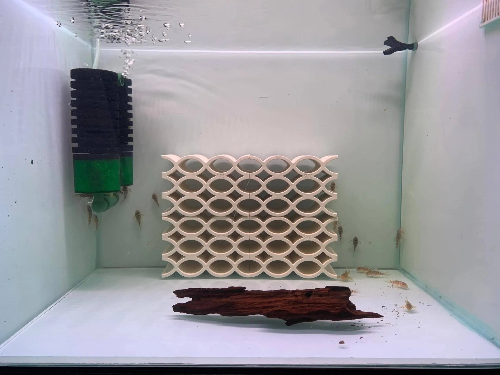 Fish Decoration Hide and Seek