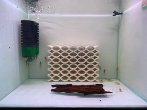 Fish Decoration Hide and Seek