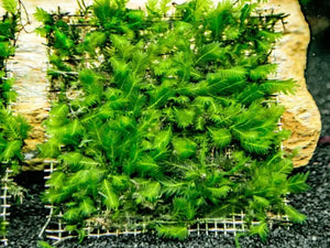 Fissidens Nobilis Moss
