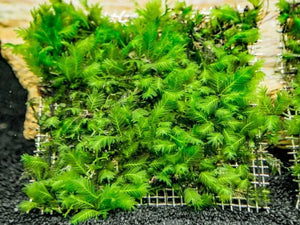 Fissidens Nobilis Moss