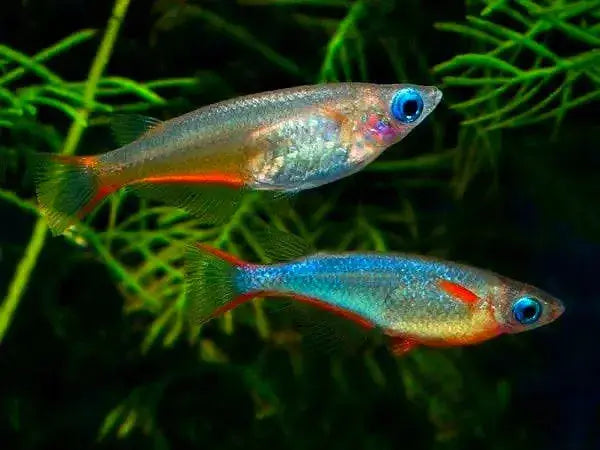 Flash Sale 10 Japanese rice fish - Daisy blue eyes 2-3cm