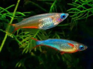 Flash Sale 10 Japanese rice fish - Daisy blue eyes 2-3cm