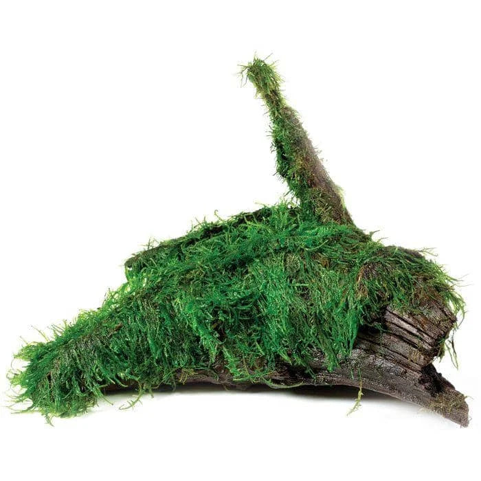 Fontinalis antipyretica - Fontinalis - Driftwood