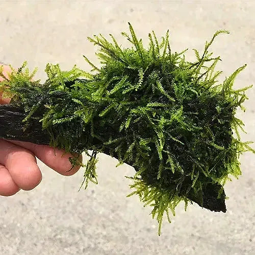 Fontinalis On Driftwood