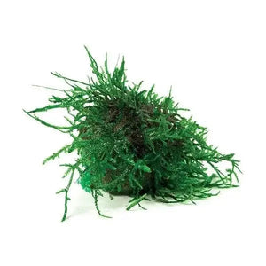 FONTINALIS TOPIARY BALLS