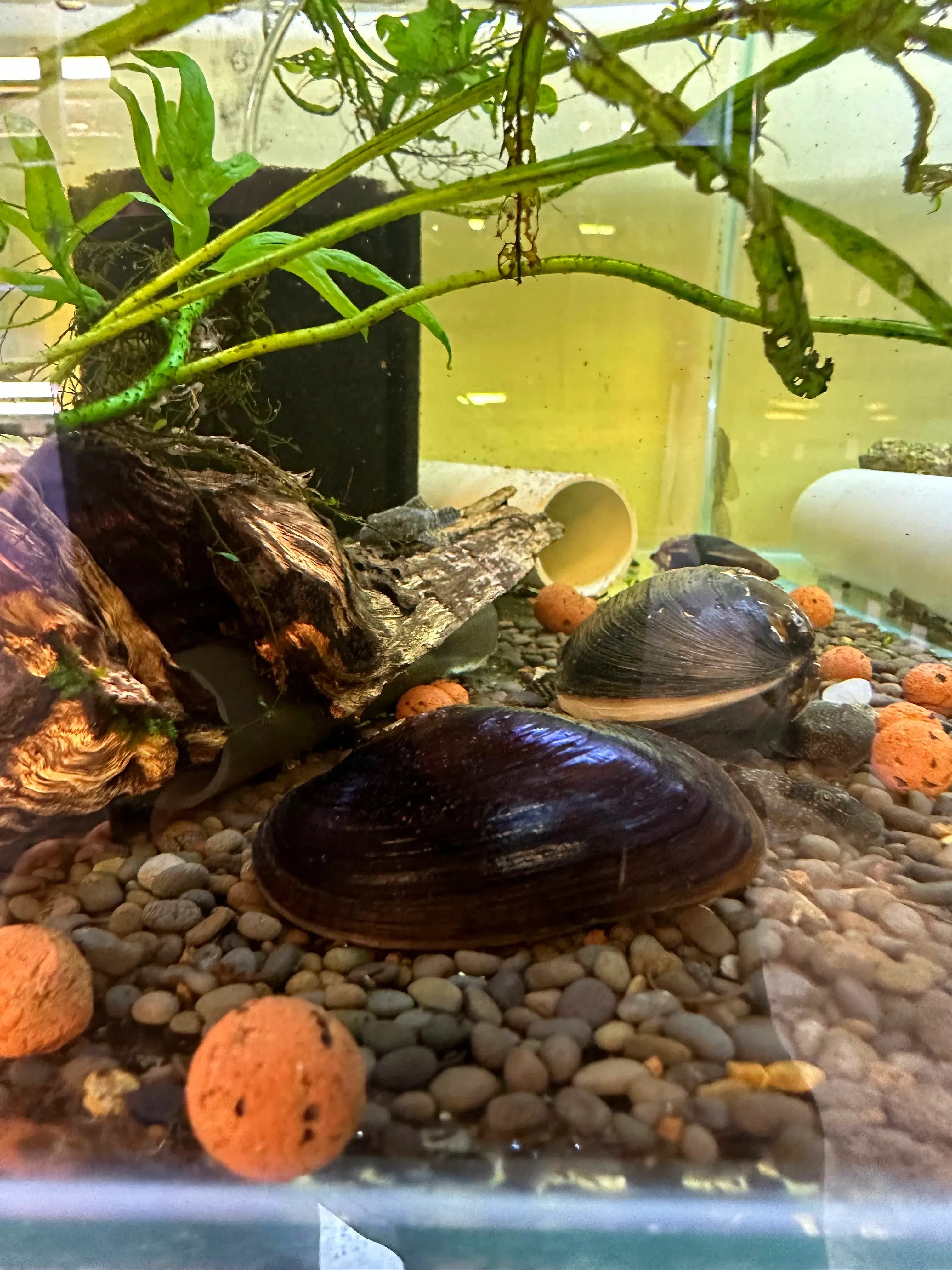 Fresh water Mussel Live Filteration Micro Aquatic Shop