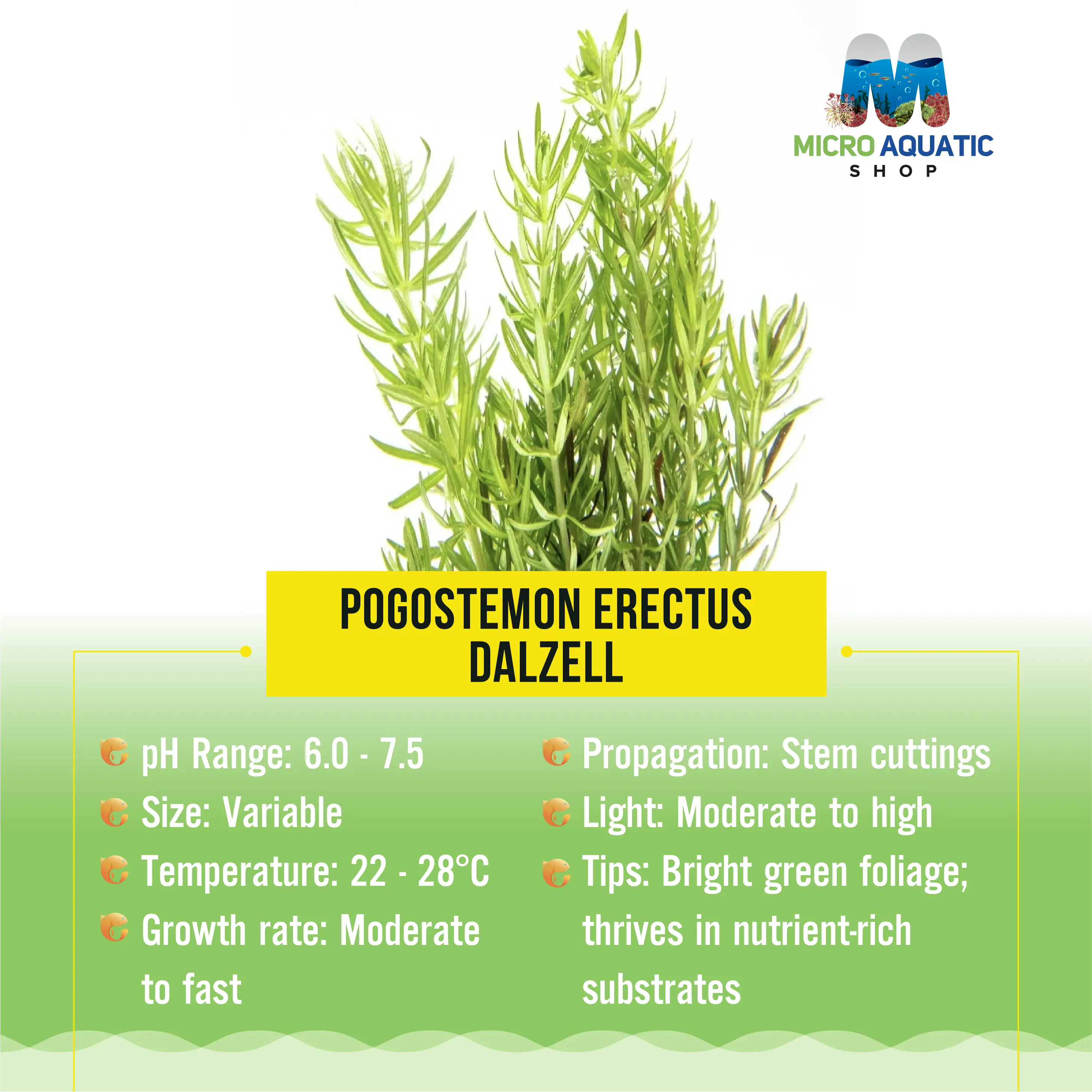Роgоstemоn Ereсtus - Dalzell Micro Aquatic Shop