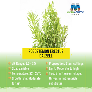 Роgоstemоn Ereсtus - Dalzell Micro Aquatic Shop
