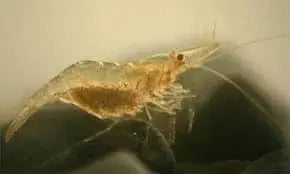 Ghost Shrimp | Glass Shrimp