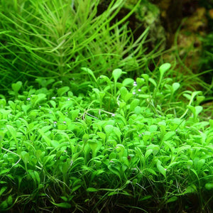 Glossostigma elatinoides - Small mud-mat
