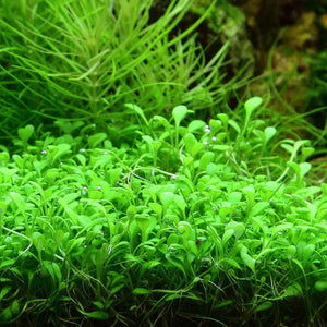 Glossostigma elatinoides - Small mud-mat