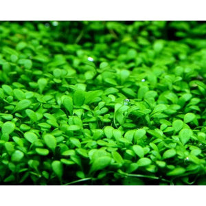 Glossostigma elatinoides - Small mud-mat