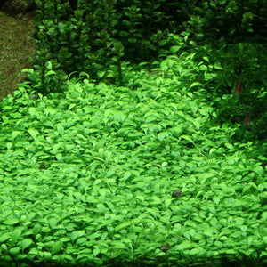 Glossostigma elatinoides - Small mud-mat