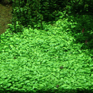 Glossostigma elatinoides - Small mud-mat