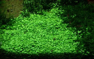 Glossostigma elatinoides - Small mud-mat