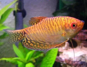 Gold Gourami (Trichopodus trichopterus ) 5cm