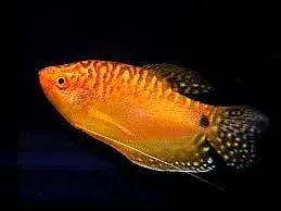 Gold Gourami (Trichopodus trichopterus ) 5cm