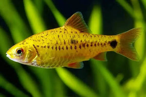 Golden Barb Neon 4cm