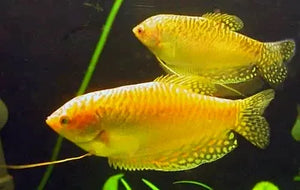 Golden Gourami (Trichopodus trichopterus ) 5cm