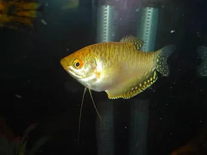Golden Gourami (Trichopodus trichopterus ) 5cm