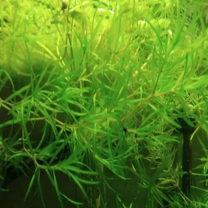 Najas guadalupensis - Guppy Grass