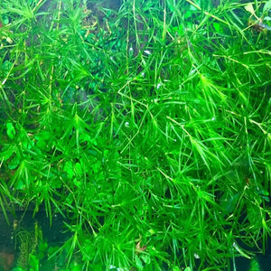 Najas guadalupensis - Guppy Grass