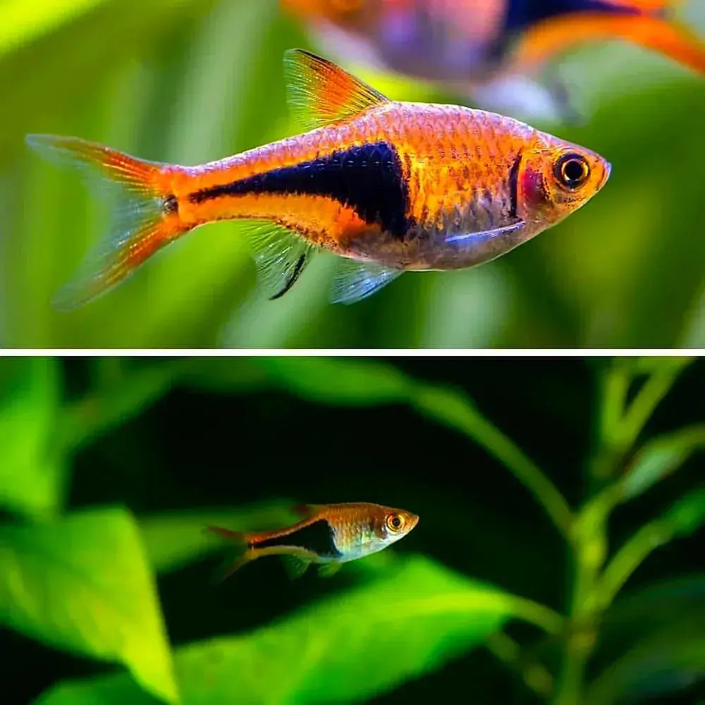 Harlequin Rasbora - Trigonostigma heteromorpha