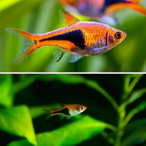 Harlequin Rasbora - Trigonostigma heteromorpha