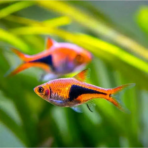 Harlequin Rasbora - Trigonostigma heteromorpha
