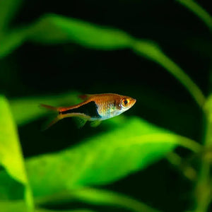 Harlequin Rasbora - Trigonostigma heteromorpha