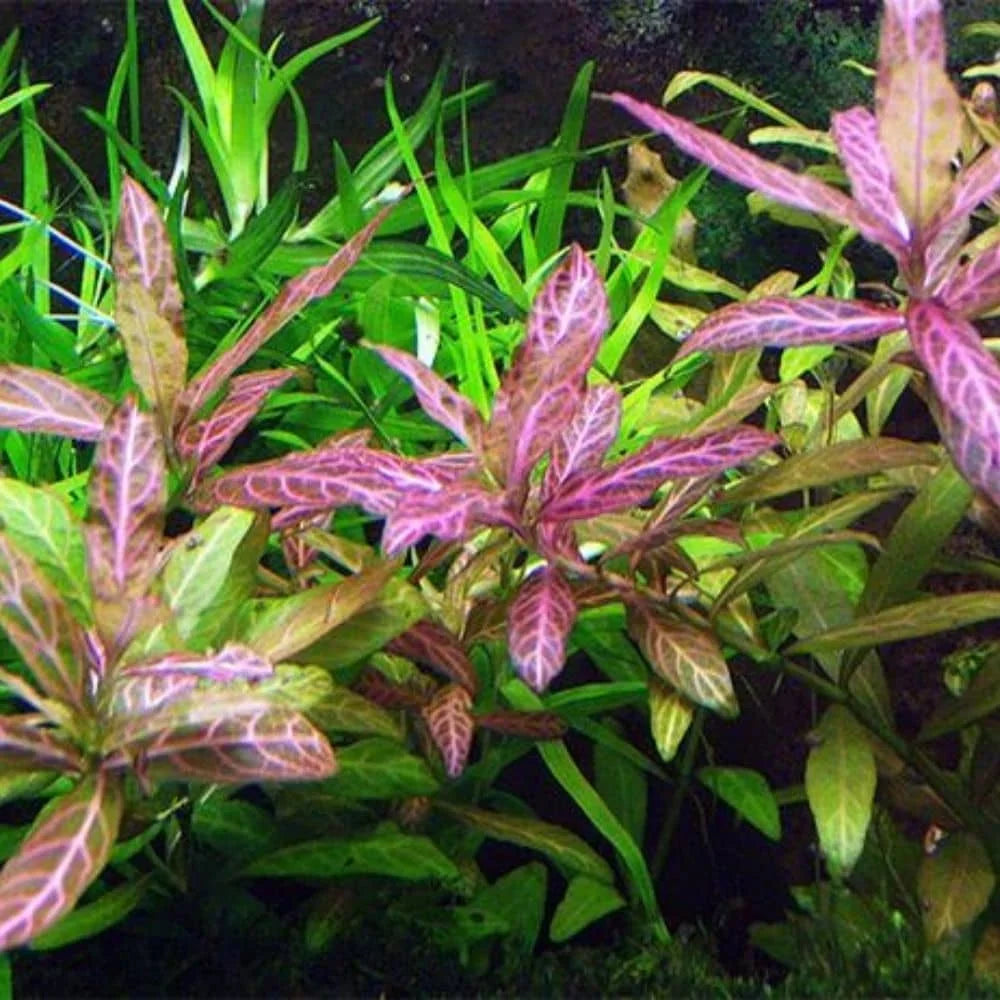 Hydrophila polysperma Sunset