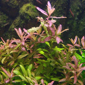 Hydrophila polysperma Sunset