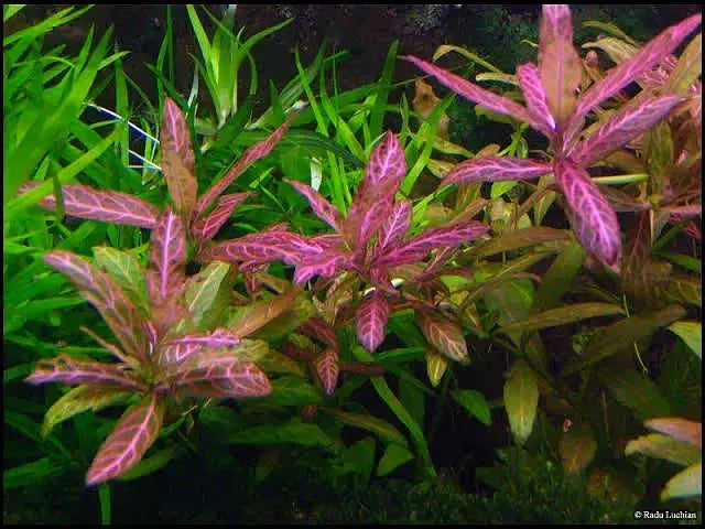 Hygrophila rosanervis 'Pink Poly'