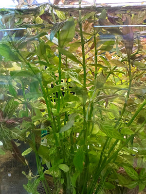 Hygrophila rosanervis 'Pink Poly'