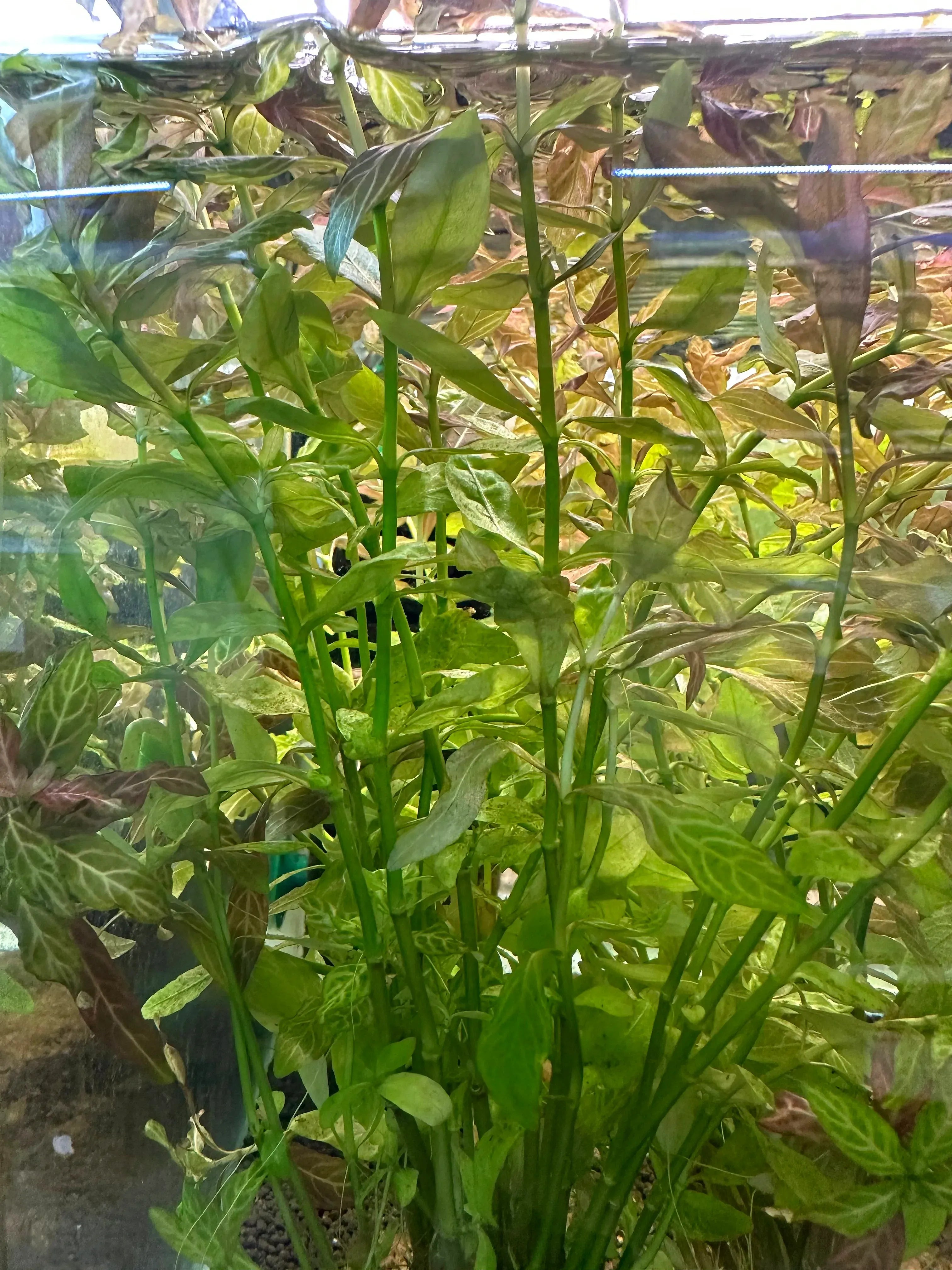 Hygrophila rosanervis 'Pink Poly'