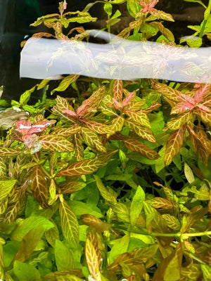 Hygrophila rosanervis 'Pink Poly'
