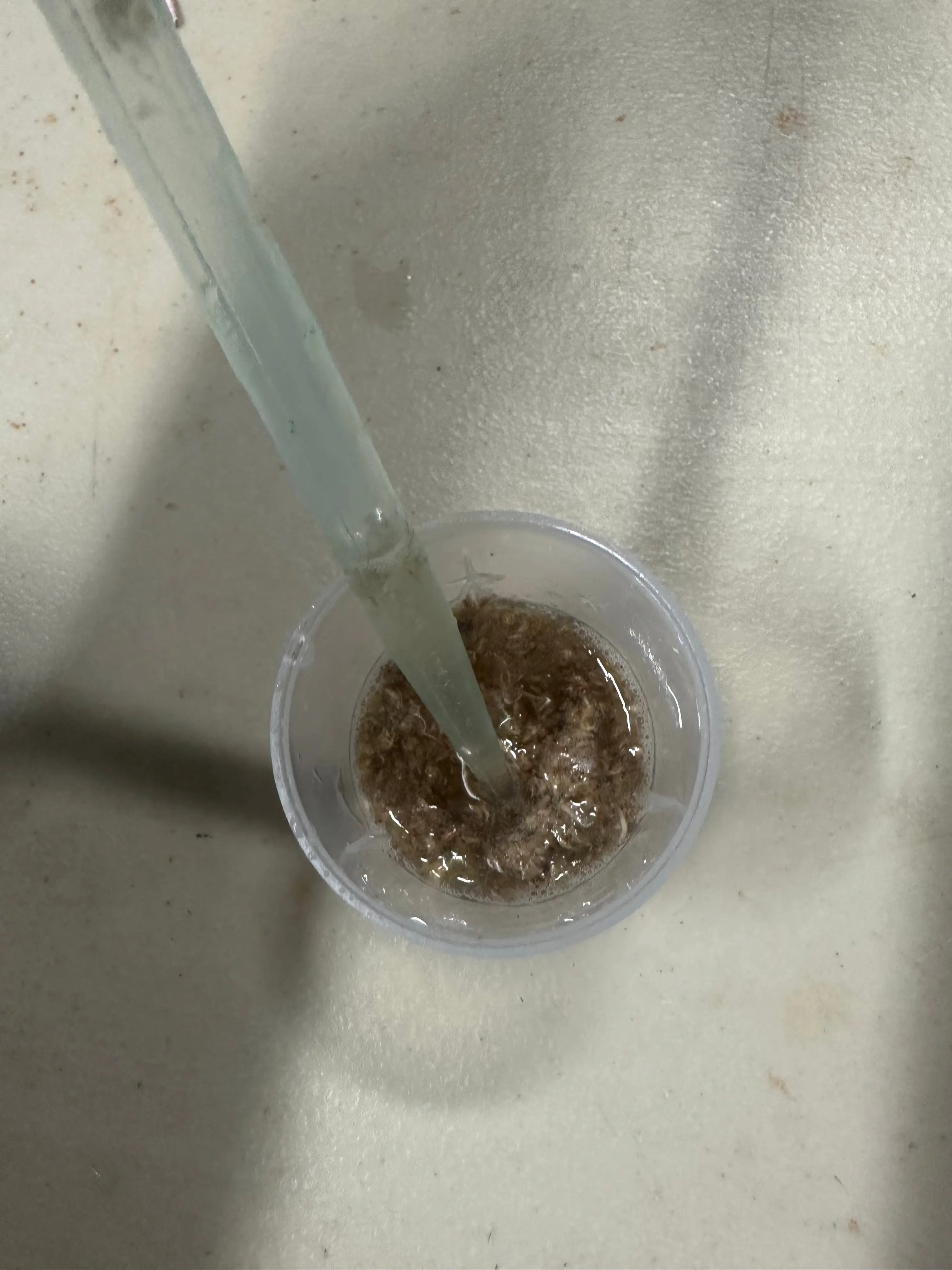 Premium Brineshrimp Freeze Dried