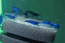 Blue Diamond Cherry Shrimp Micro Aquatic Shop