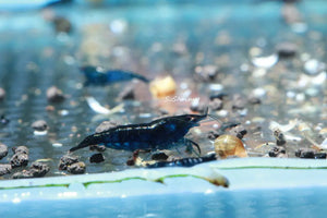 Blue Diamond Cherry Shrimp Micro Aquatic Shop