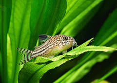 Corydora Julii 3cm Micro Aquatic Shop