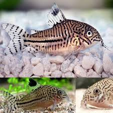 Corydora Julii 3cm Micro Aquatic Shop