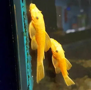 Albino Bristlenose Pleco