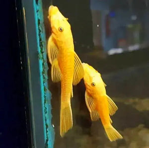 Albino Bristlenose Pleco