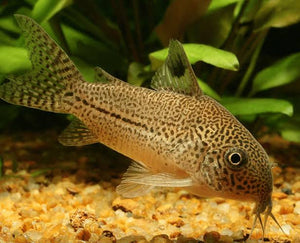 Corydora Julii 3cm Micro Aquatic Shop