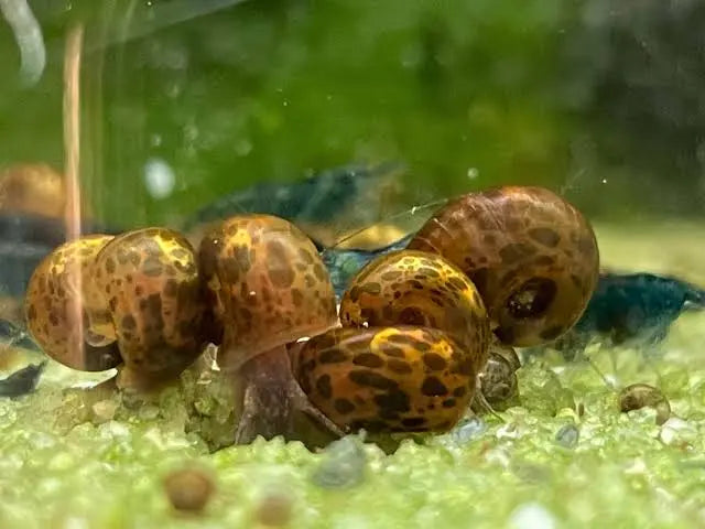 Flash Sale Ramshorn Snail - Brown Leopard Micro Aquatic Shop