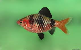 Barb - Ruby 2cm Micro Aquatic Shop