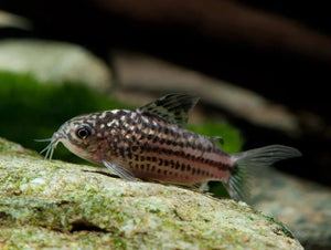 Napoensis Corydoras 2-3cm Micro Aquatic Shop