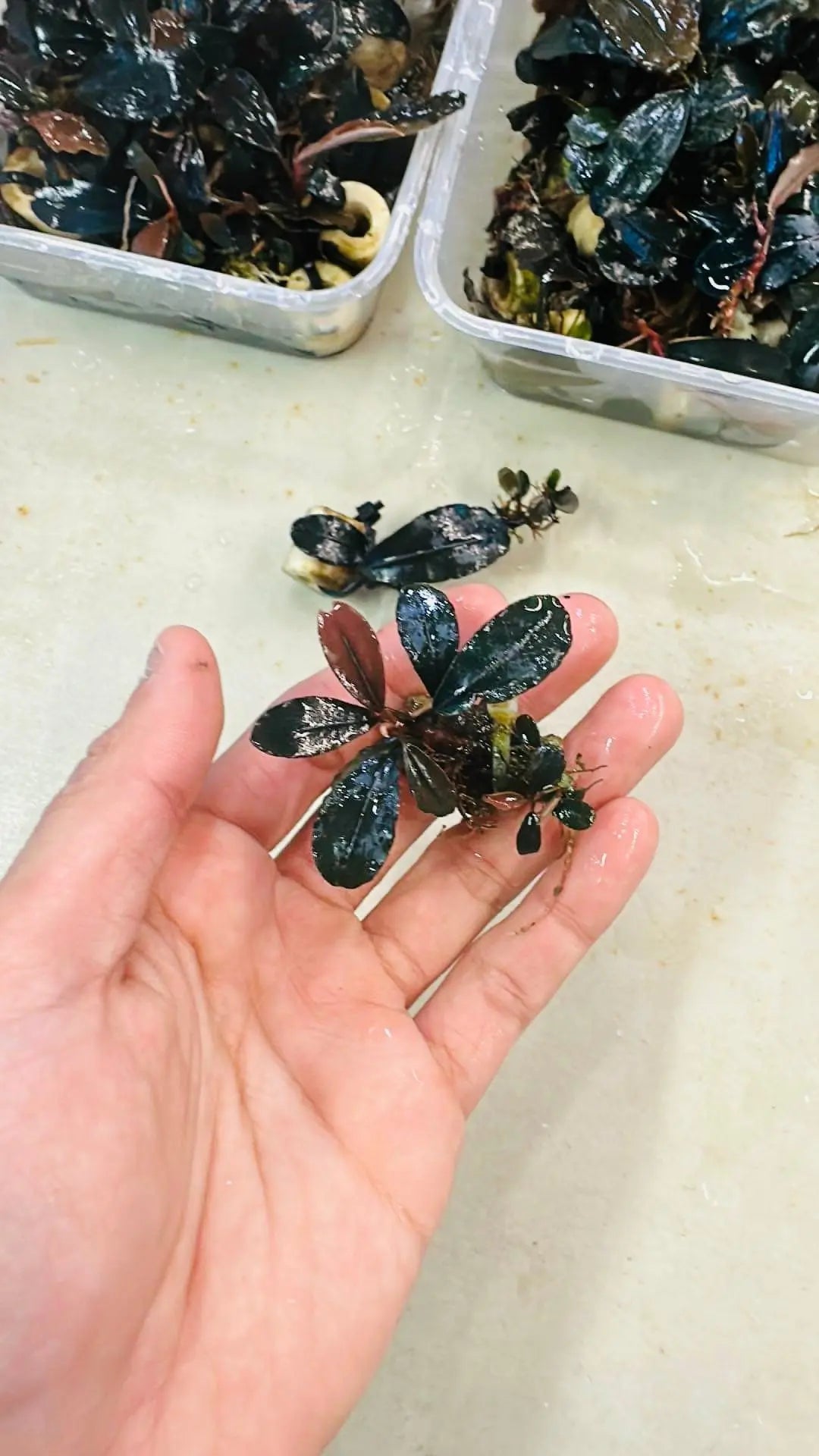 Helena sp Oval Bucephalandra