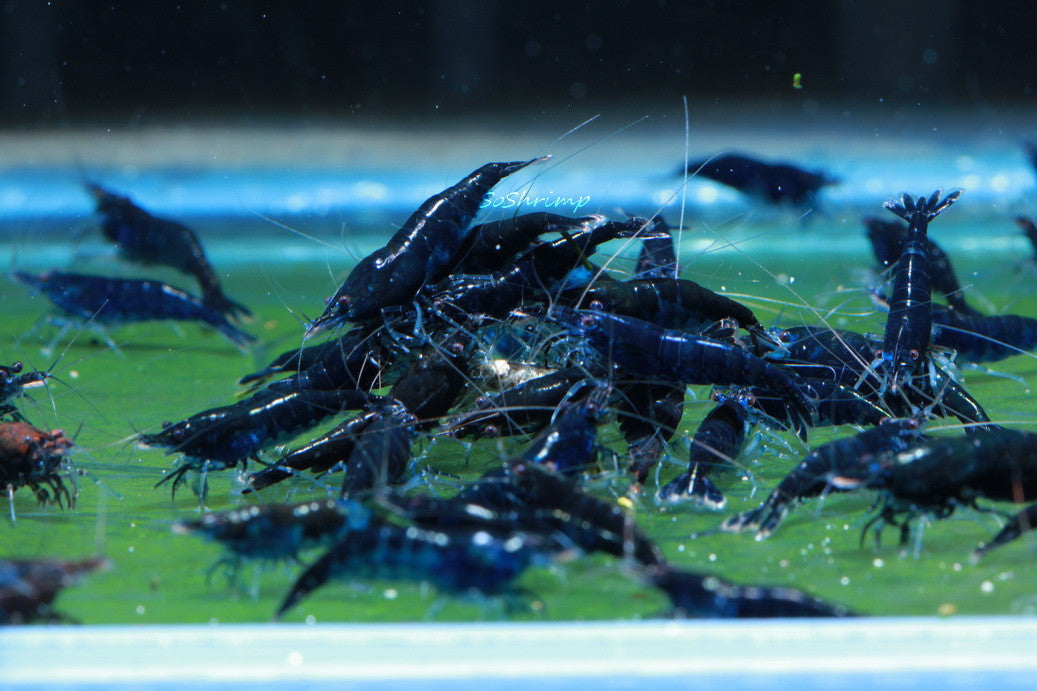 Blue Diamond Cherry Shrimp
