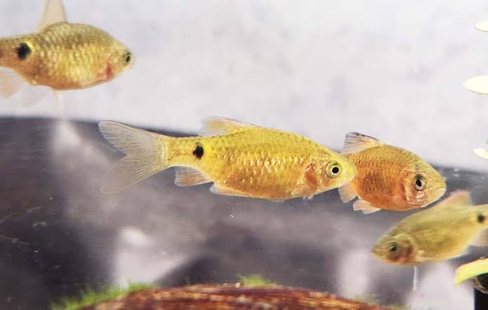 Barb - Rosy Golden 3-4cm